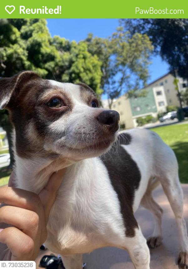 Reunited Female Dog last seen Anaheim St and Obispo Ave, Long Beach, CA 90804