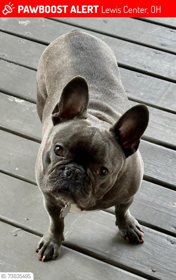 Lost Male Dog last seen Emerald place Lewis center Westwood drive , Lewis Center, OH 43035
