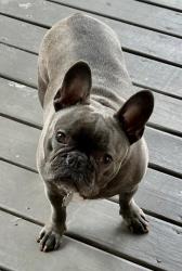 Lost Male Dog last seen Emerald place Lewis center Westwood drive , Lewis Center, OH 43035