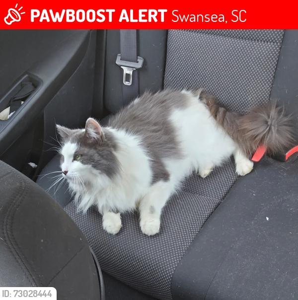Lost Male Cat last seen Last seen in Swansea, Swansea, SC 29160