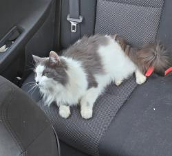 Lost Male Cat last seen Last seen in Swansea, Swansea, SC 29160