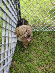 Found/Stray Male Dog last seen Lincoln and Geo Washington, I-35,  67042