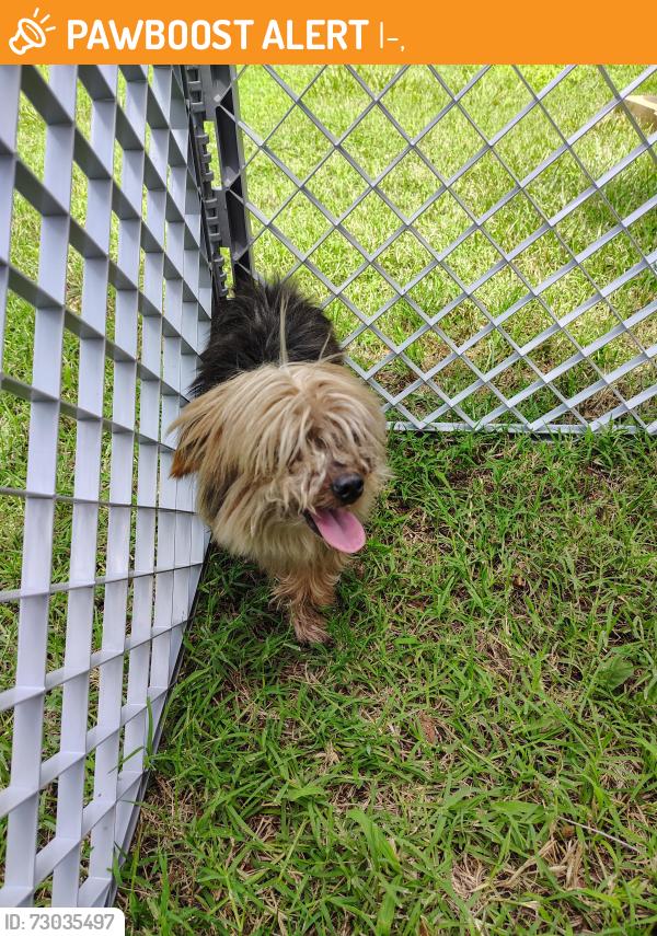 Found/Stray Male Dog last seen Lincoln and Geo Washington, I-35,  67042