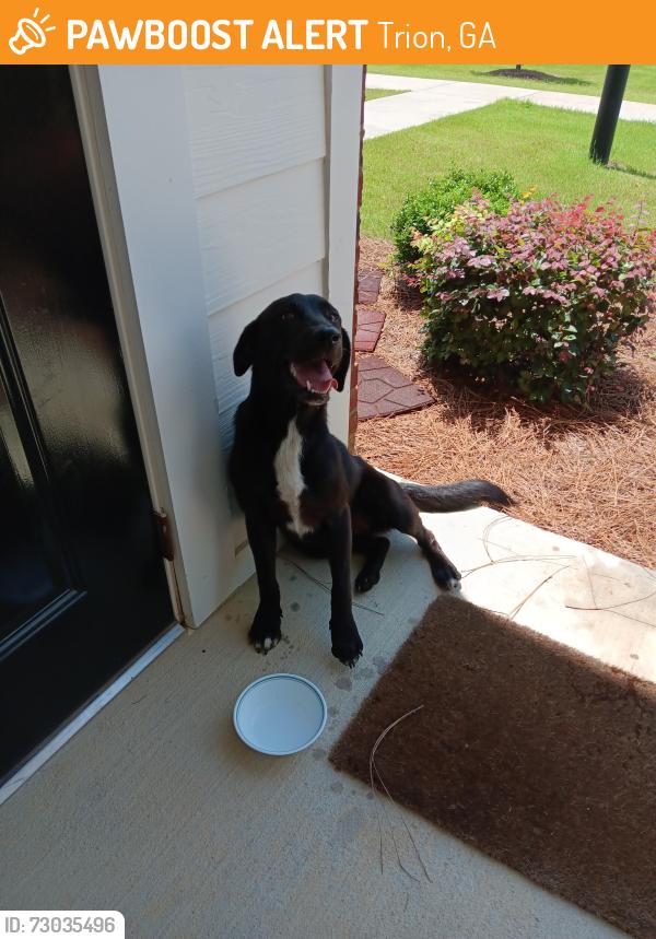 Found/Stray Female Dog last seen Dollar General, Trion, GA 30753