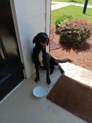 Found/Stray Female Dog last seen Dollar General, Trion, GA 30753