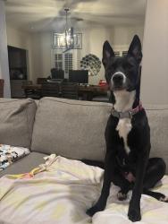 Found/Stray Female Dog last seen Terry Hershey park, Houston, TX 77024