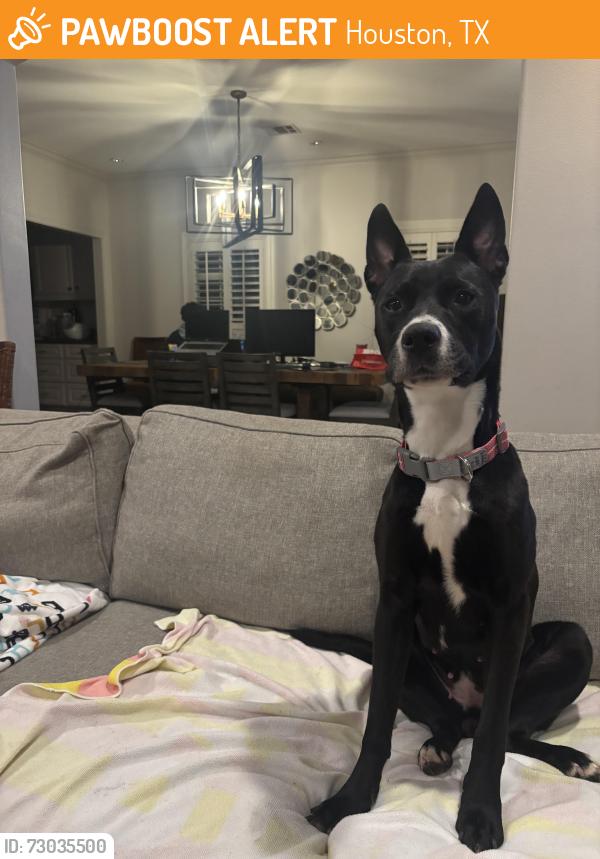 Found/Stray Female Dog last seen Terry Hershey park, Houston, TX 77024