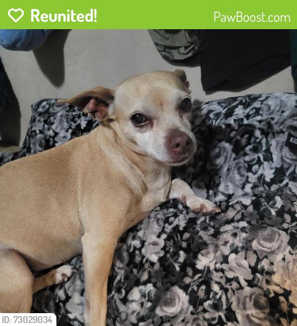 Reunited Female Dog last seen 11th and rose, Long Beach, CA 90804
