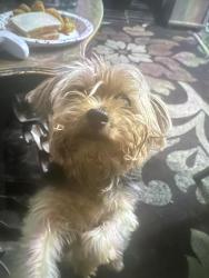 Lost Male Dog last seen South 15th street Harrisburg pa, 17104, Harrisburg, PA 17104