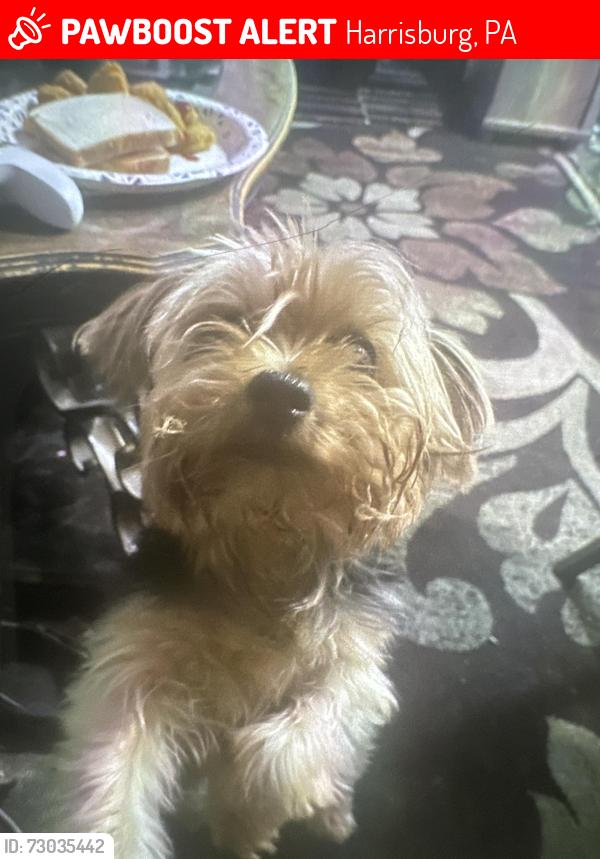 Lost Male Dog last seen South 15th street Harrisburg pa, 17104, Harrisburg, PA 17104