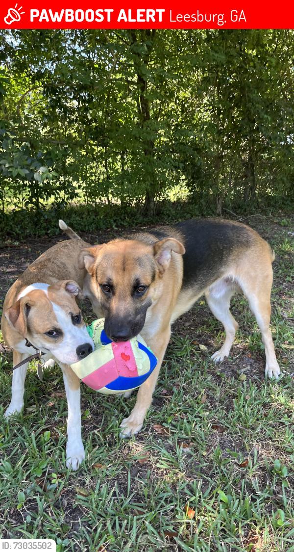 Lost Male Dog last seen Near walnut ave s leesburg georgia, Leesburg, GA 31763