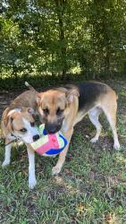 Lost Male Dog last seen Near walnut ave s leesburg georgia, Leesburg, GA 31763