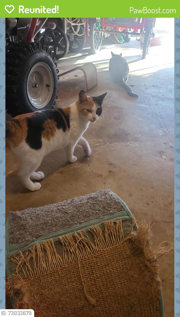 Reunited Female Cat last seen Near Gibson Dr , The Colony, TX 75056