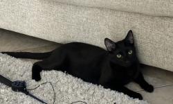 Reunited Male Cat last seen Broadway Market, Planada, CA 95365
