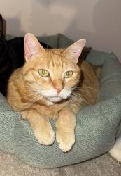 Lost Female Cat last seen Tuscany school, Calgary, AB T3L 2A1