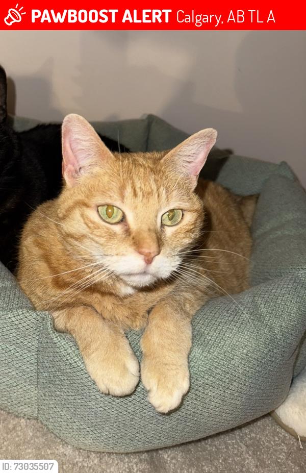 Lost Female Cat last seen Tuscany school, Calgary, AB T3L 2A1
