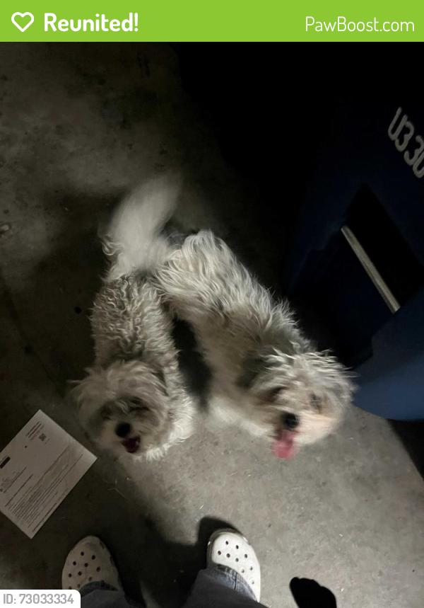 Reunited Dog in North Las Vegas, NV 89031 (ID: 73033334) | PawBoost