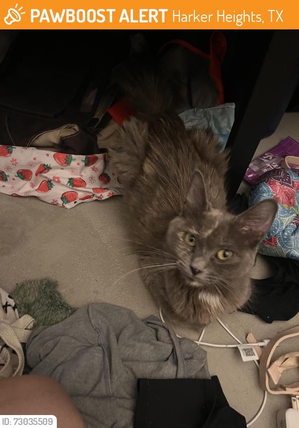 Found/Stray Female Cat last seen HEB, Harker Heights, TX 76548