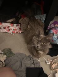 Found/Stray Female Cat last seen HEB, Harker Heights, TX 76548