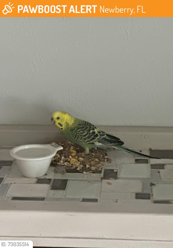 Found/Stray Unknown Bird last seen 123rd st and university ave, Newberry, FL 32669