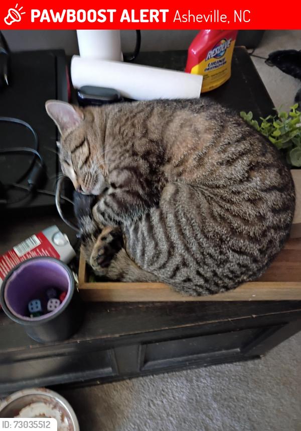 Lost Male Cat last seen Rocky's in arden  , Asheville, NC 28704
