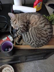 Lost Male Cat last seen Rocky's in arden  , Asheville, NC 28704
