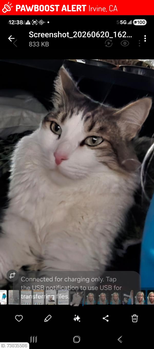 Lost Male Cat last seen Culver Dr and Irvine Center Dr at Starbucks, Irvine, CA 92604