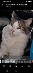 Lost Male Cat last seen Culver Dr and Irvine Center Dr at Starbucks, Irvine, CA 92604