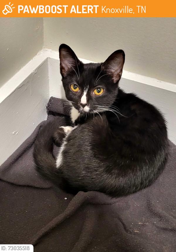 Found/Stray Female Cat last seen Icon, Knoxville, TN 37932