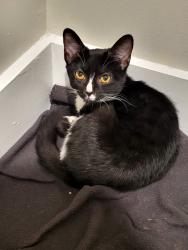 Found/Stray Female Cat last seen Icon, Knoxville, TN 37932
