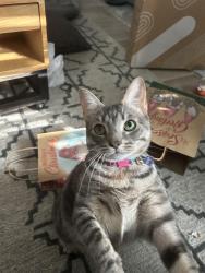 Lost Female Cat last seen Picard Park, Lafayette, LA 70508
