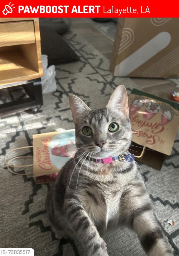 Lost Female Cat last seen Picard Park, Lafayette, LA 70508