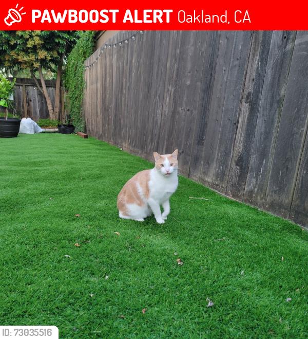 Lost Male Cat last seen 38th St and Clarke St, Oakland, CA 94609