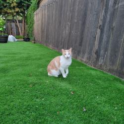 Lost Male Cat last seen 38th St and Clarke St, Oakland, CA 94609