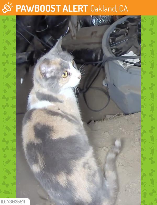 Found/Stray Unknown Cat last seen Skyline blvd, Oakland , Oakland, CA 94611