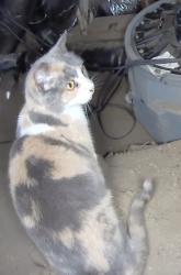 Found/Stray Unknown Cat last seen Skyline blvd, Oakland , Oakland, CA 94611