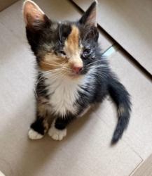Shelter Stray Female Cat last seen Near Terrance drive, County/Unicorporated, NC, 1491 Business Park Ct, Gastonia, NC 28052, USA