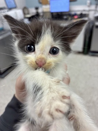 Shelter Stray Female Cat last seen Near Ridgecrest rd., County/Unicorporated, NC, 1491 Business Park Ct, Gastonia, NC 28052, USA