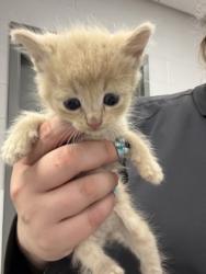 Shelter Stray Male Cat last seen Near Ridgecrest rd., County/Unicorporated, NC, 1491 Business Park Ct, Gastonia, NC 28052, USA