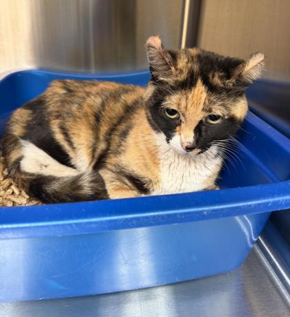 Shelter Stray Female Cat last seen Near NB 200 ft before Oak St Exit, Oakland, , 1101 29th Ave, Oakland, CA 94601, USA