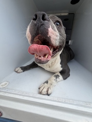 Shelter Stray Male Dog last seen Near Mount Zion Rd Sw, Atlanta, GA, 1251 Fulton Industrial Blvd NW, Atlanta, GA 30336, USA