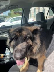 Shelter Stray Female Dog last seen 3756B Roswell RD NE, Atlanta, GA, 1251 Fulton Industrial Blvd NW, Atlanta, GA 30336, USA
