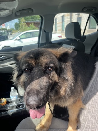 Shelter Stray Female Dog last seen 3756B Roswell RD NE, Atlanta, GA, 1251 Fulton Industrial Blvd NW, Atlanta, GA 30336, USA