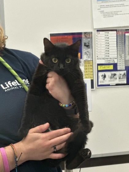 Shelter Stray Female Cat last seen Near University Avenue, Atlanta, GA, 1251 Fulton Industrial Blvd NW, Atlanta, GA 30336, USA