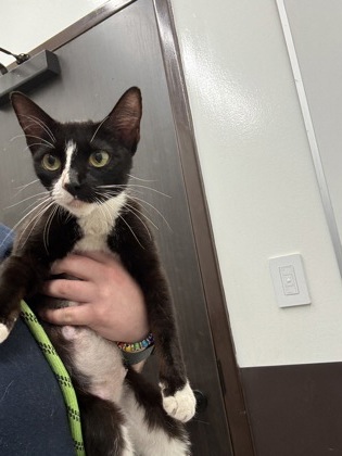 Shelter Stray Female Cat last seen Near University Avenue, Atlanta, GA, 1251 Fulton Industrial Blvd NW, Atlanta, GA 30336, USA