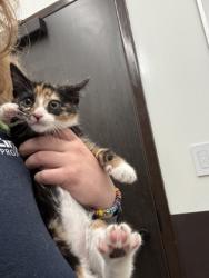 Shelter Stray Female Cat last seen Near University Avenue, Atlanta, GA, 1251 Fulton Industrial Blvd NW, Atlanta, GA 30336, USA
