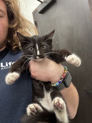 Shelter Stray Male Cat last seen Near University Avenue, Atlanta, GA, 1251 Fulton Industrial Blvd NW, Atlanta, GA 30336, USA