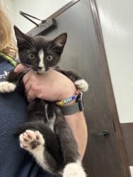 Shelter Stray Male Cat last seen Near University Avenue, Atlanta, GA, 1251 Fulton Industrial Blvd NW, Atlanta, GA 30336, USA