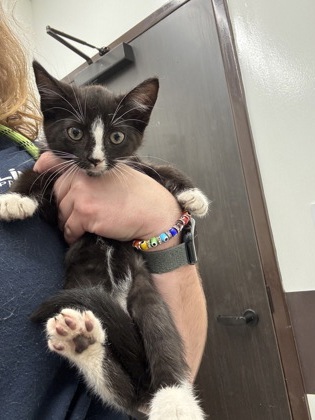 Shelter Stray Male Cat last seen Near University Avenue, Atlanta, GA, 1251 Fulton Industrial Blvd NW, Atlanta, GA 30336, USA
