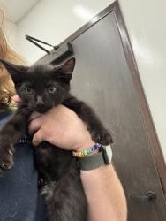 Shelter Stray Female Cat last seen Near University Avenue, Atlanta, GA, 1251 Fulton Industrial Blvd NW, Atlanta, GA 30336, USA